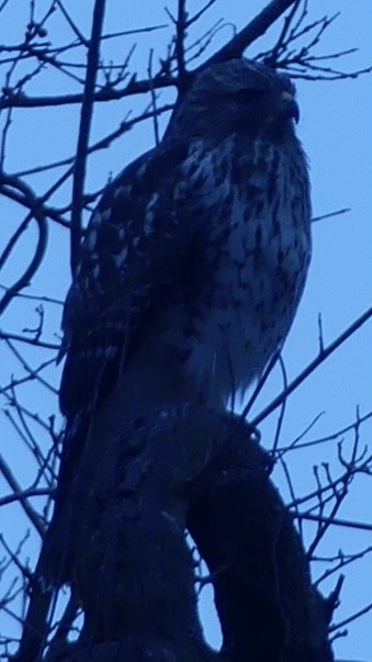 Red-shouldered Hawk - ML644943881