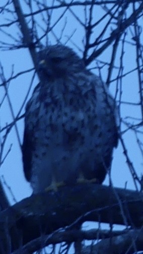 Red-shouldered Hawk - ML644943882