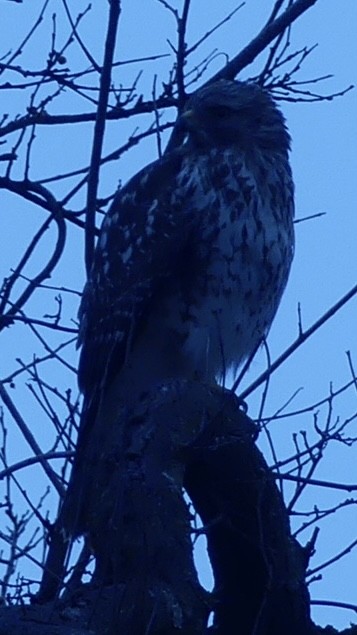Red-shouldered Hawk - ML644943883