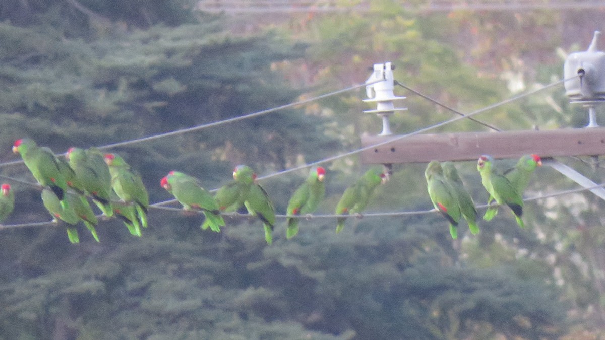 Amazona Guayabera - ML644943884