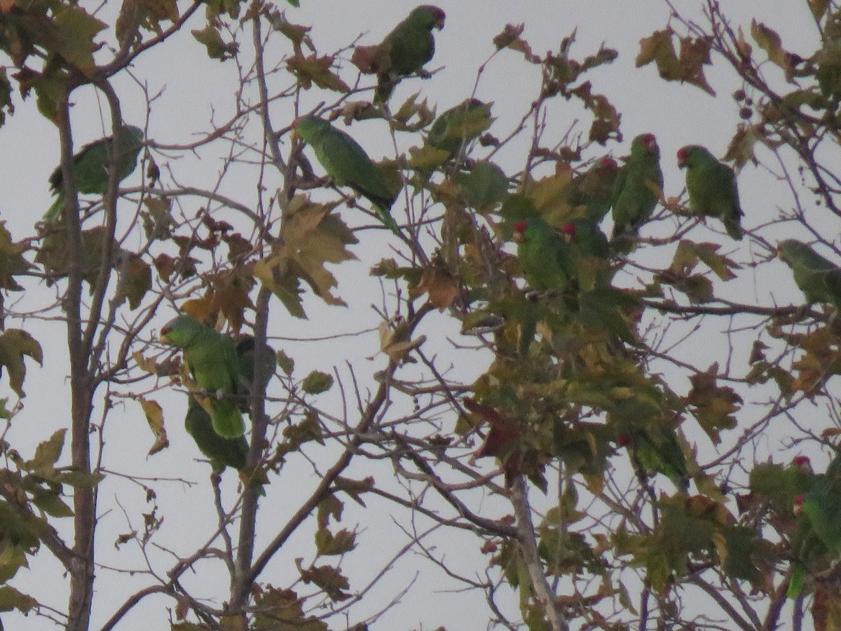 Amazona Guayabera - ML644943885