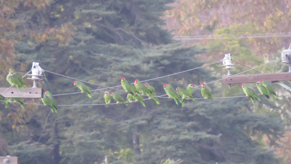 Amazona Guayabera - ML644943886