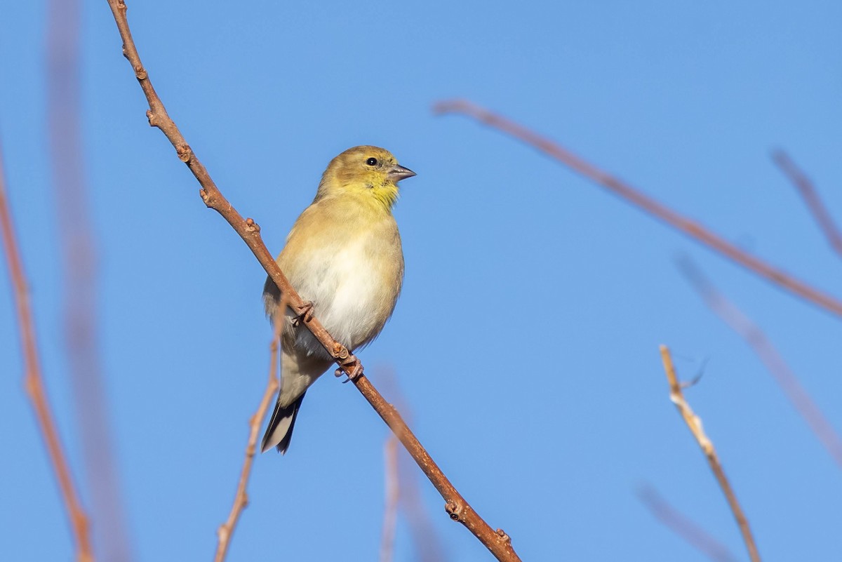 American Goldfinch - ML644943888