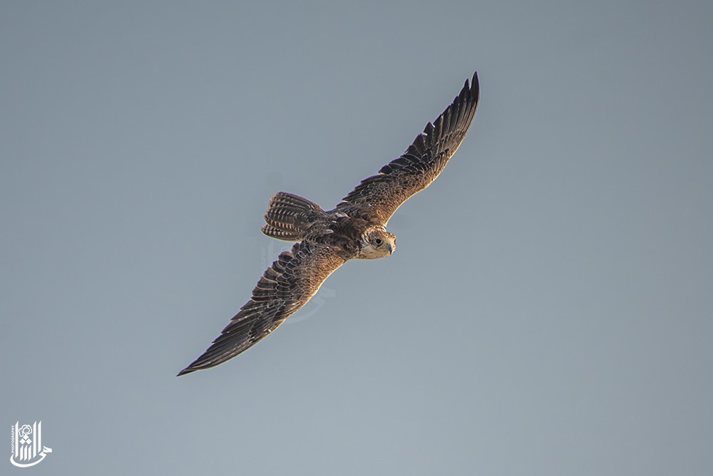 Балобан - ML644943890