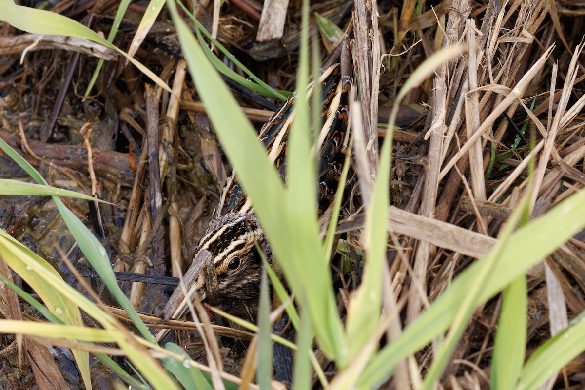 Jack Snipe - ML644943904