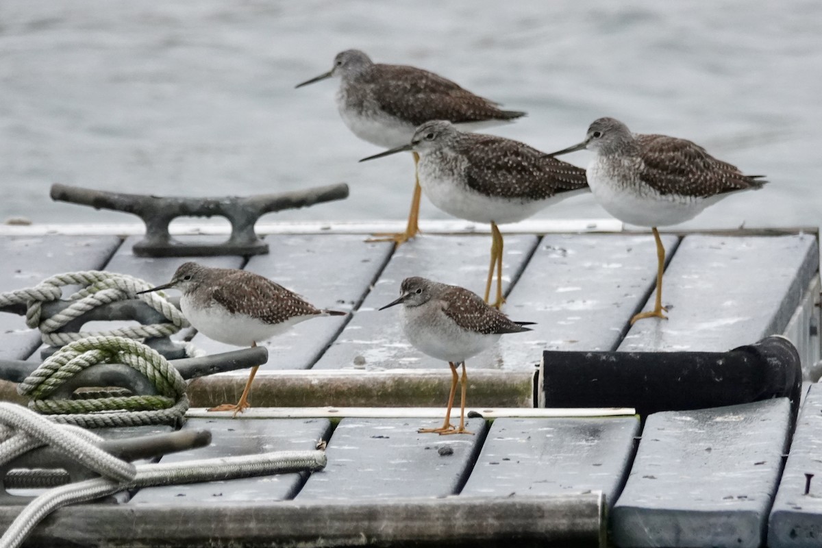 Lesser Yellowlegs - ML644943911