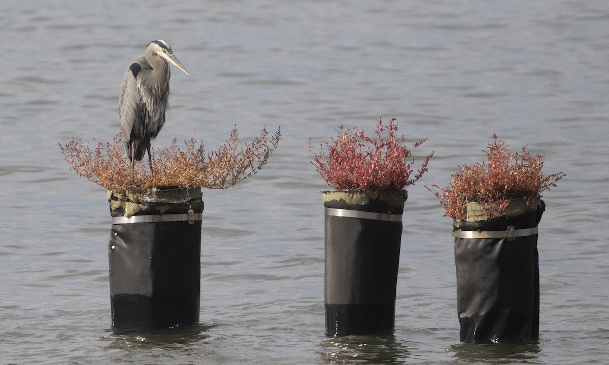 Great Blue Heron - ML644943950