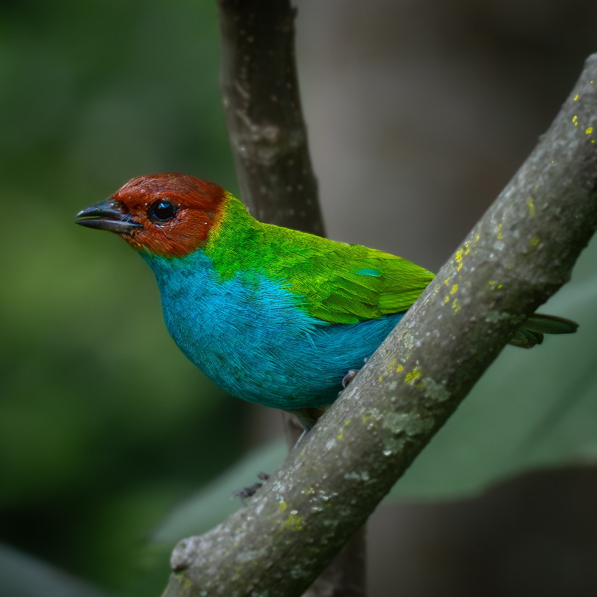 Рыжеголовая танагра - ML644943963