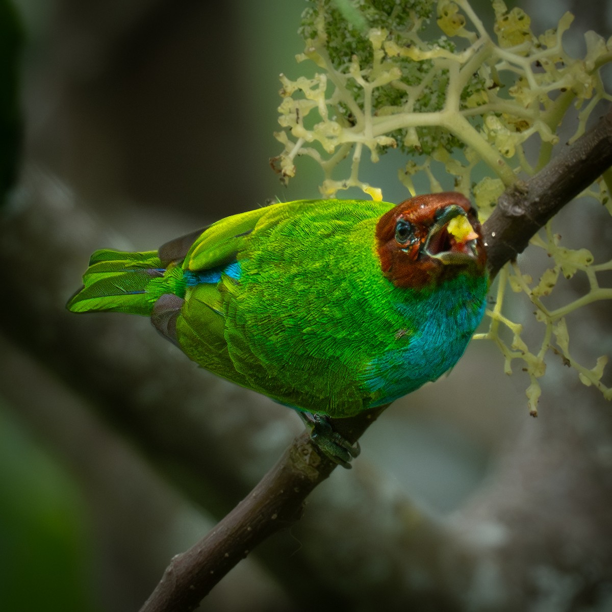 Рыжеголовая танагра - ML644943965