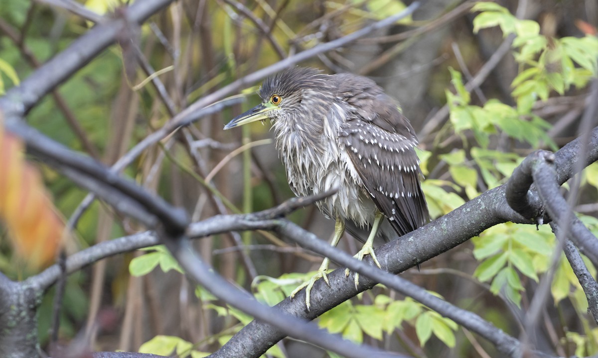 Black-crowned Night Heron - ML644943966