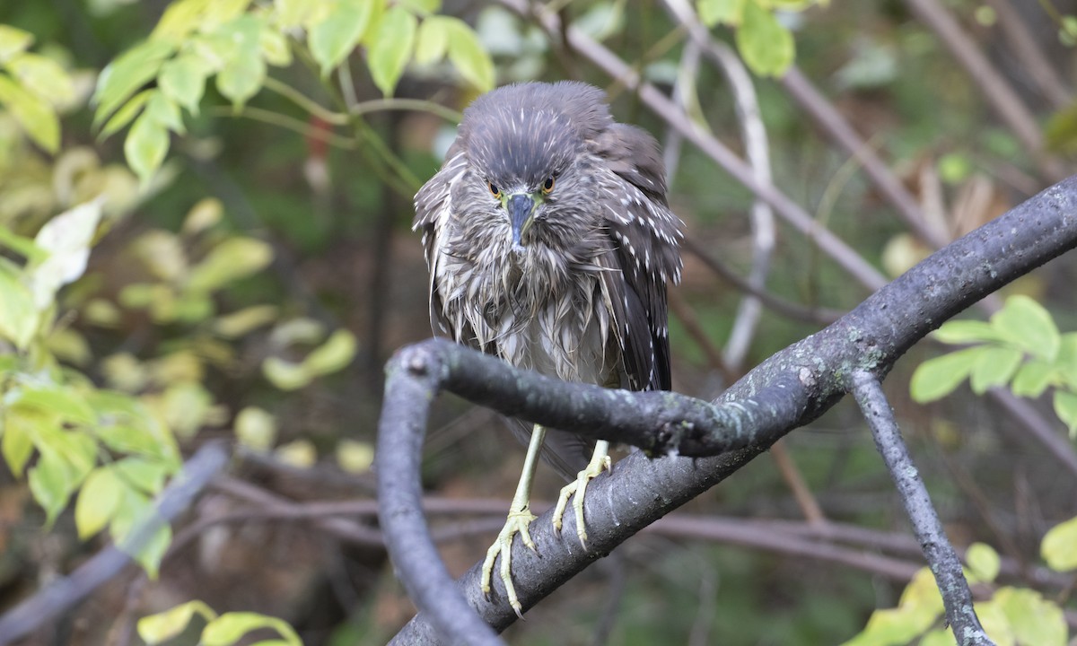 Black-crowned Night Heron - ML644943967