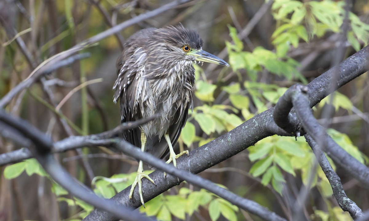 Black-crowned Night Heron - ML644943968