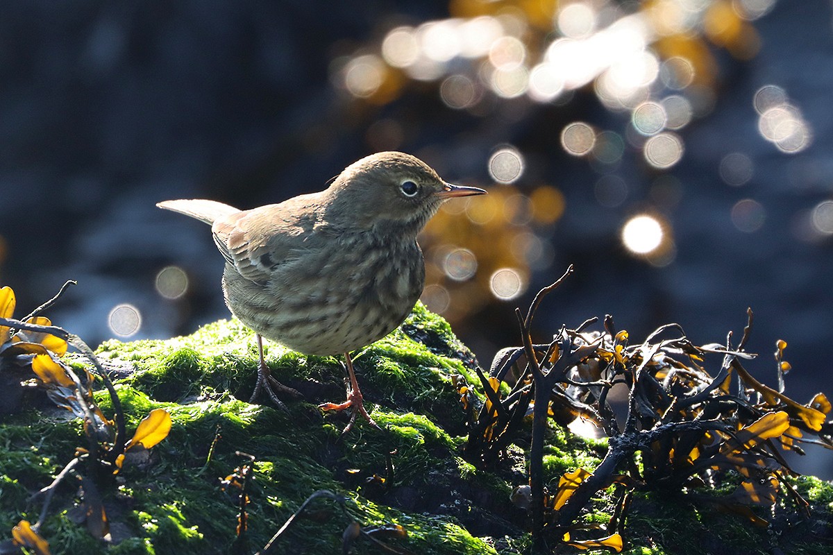 Bisbita Costero - ML644944014