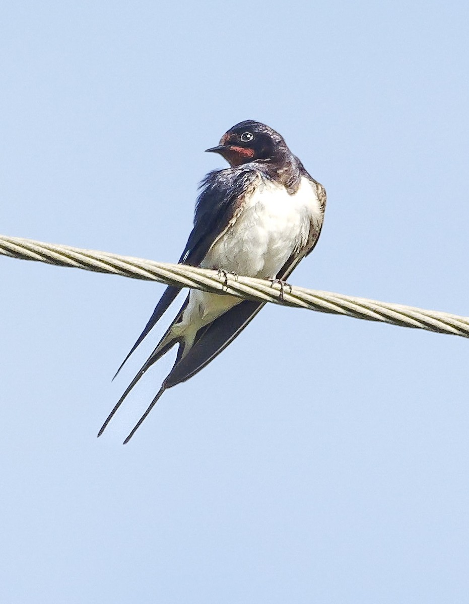 vlaštovka obecná (ssp. rustica) - ML644944015