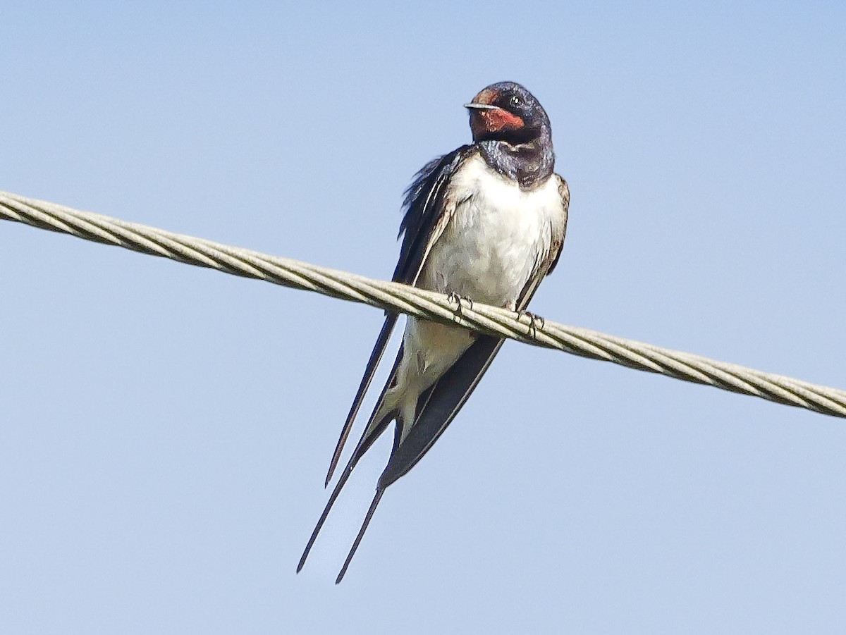 vlaštovka obecná (ssp. rustica) - ML644944016