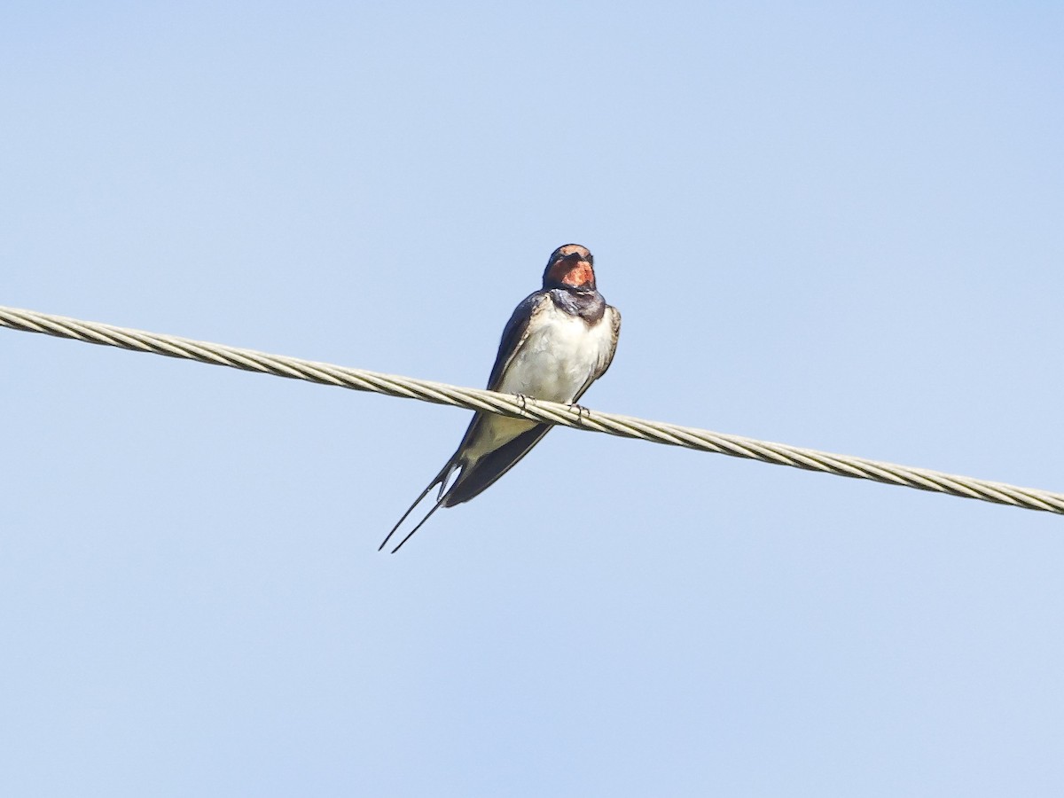 vlaštovka obecná (ssp. rustica) - ML644944017