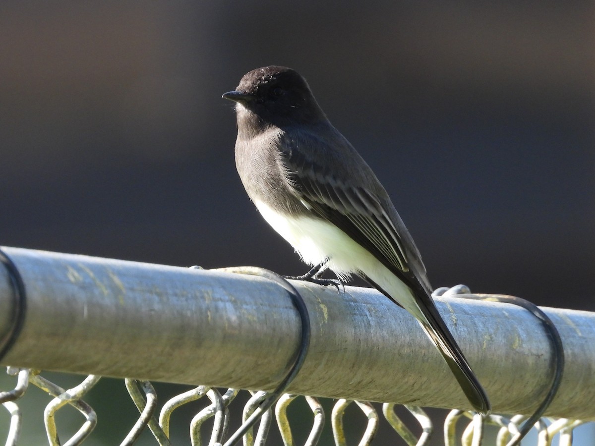 Black Phoebe - ML644944033