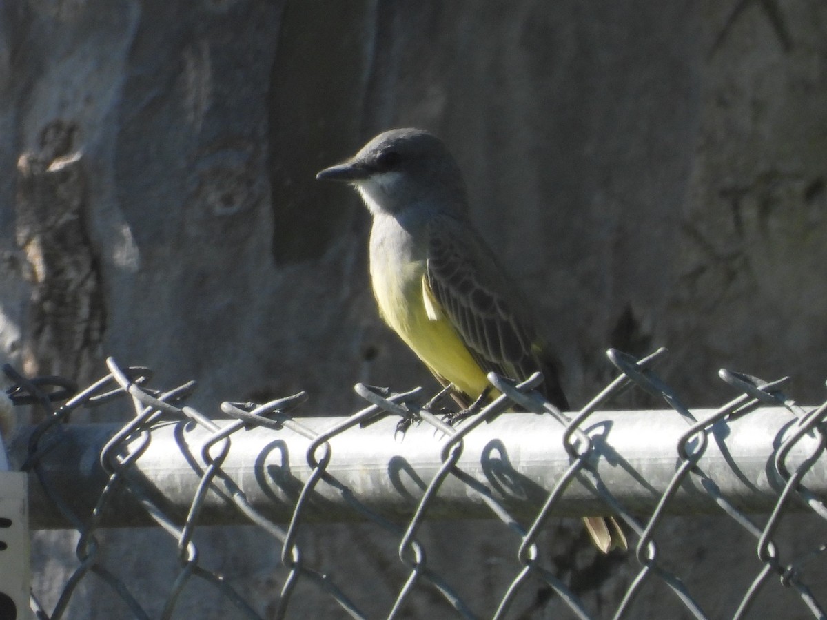 Cassin's Kingbird - ML644944067