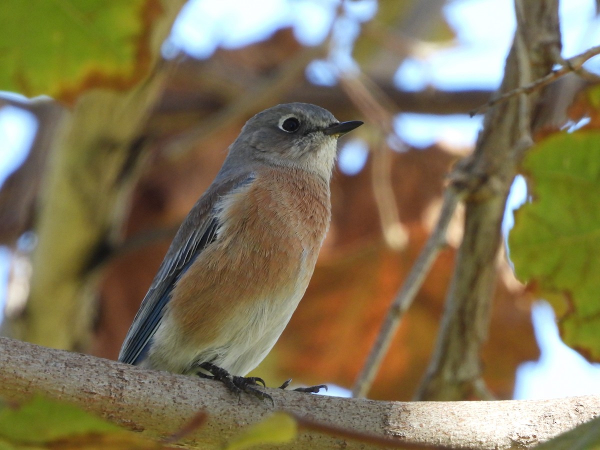 Western Bluebird - ML644944093
