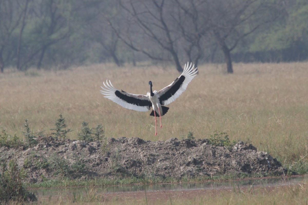 čáp černokrký - ML644944094