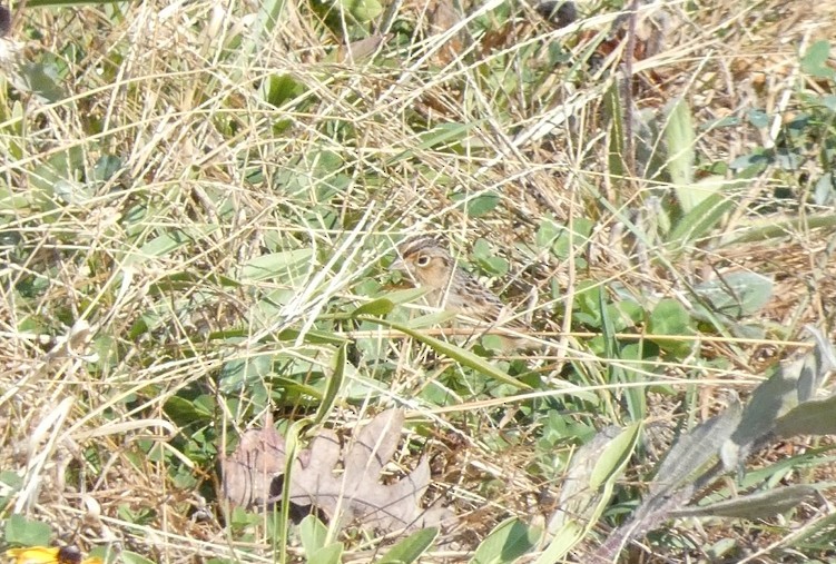 Grasshopper Sparrow - ML644944099