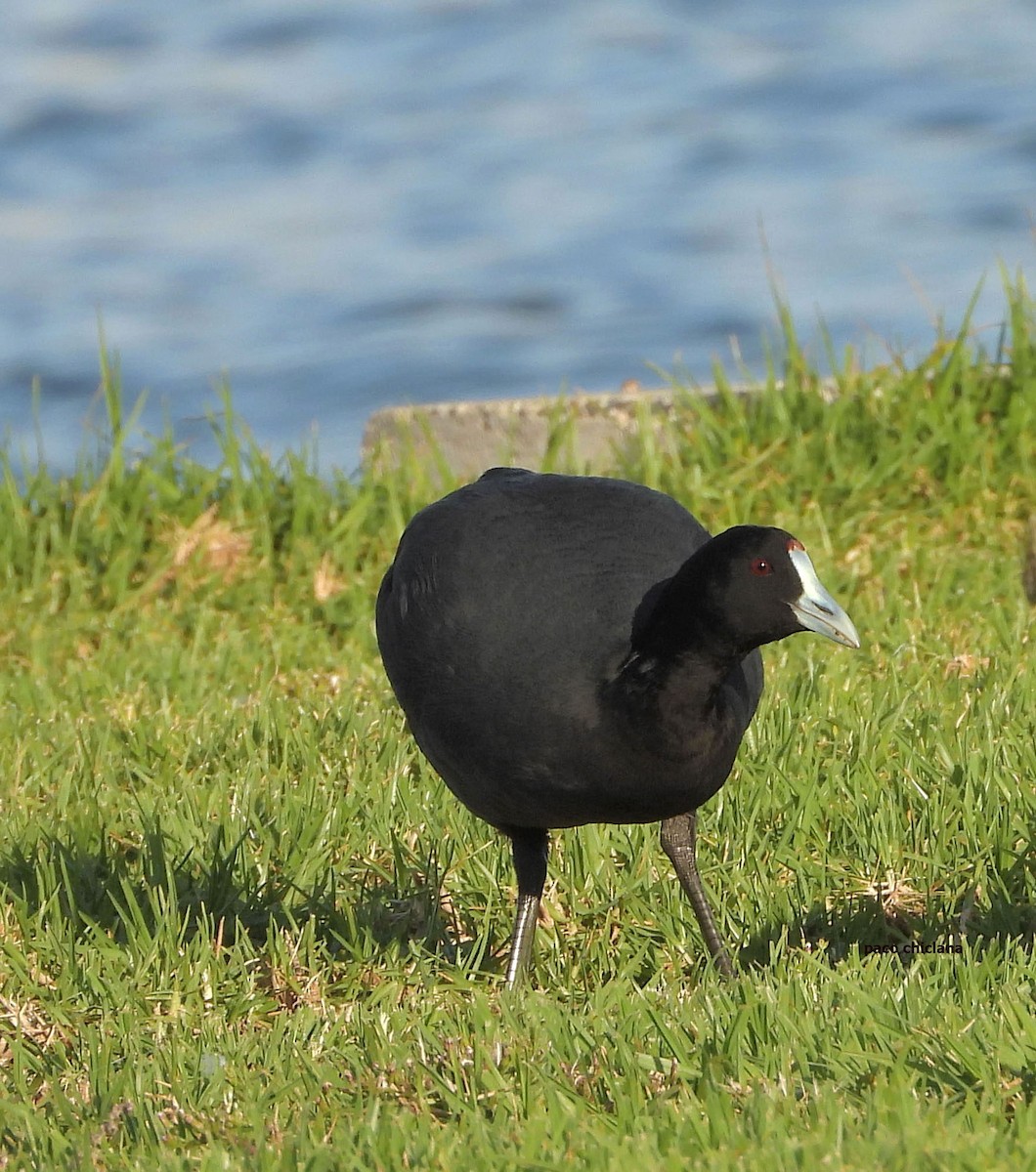 Red-knobbed Coot - ML644944117