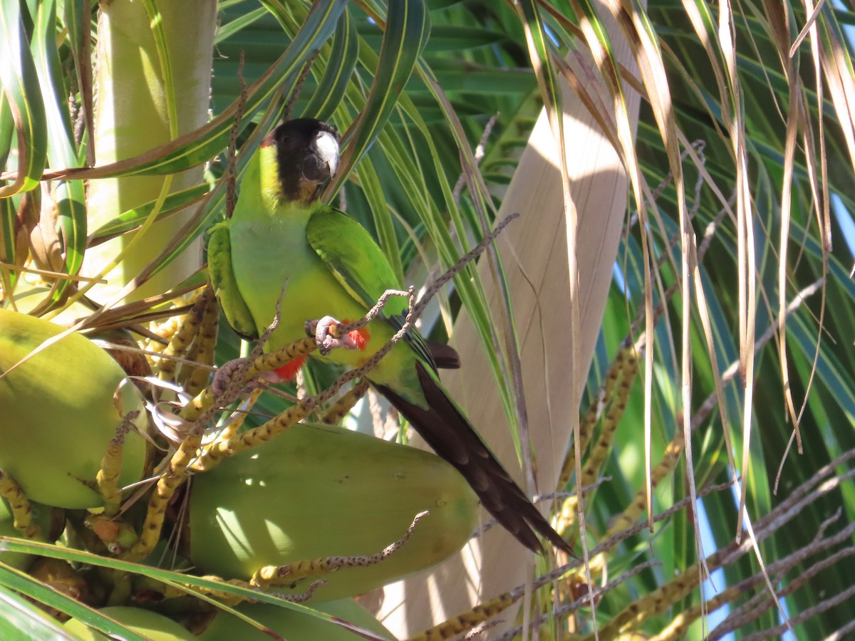 Nanday Parakeet - ML644944128