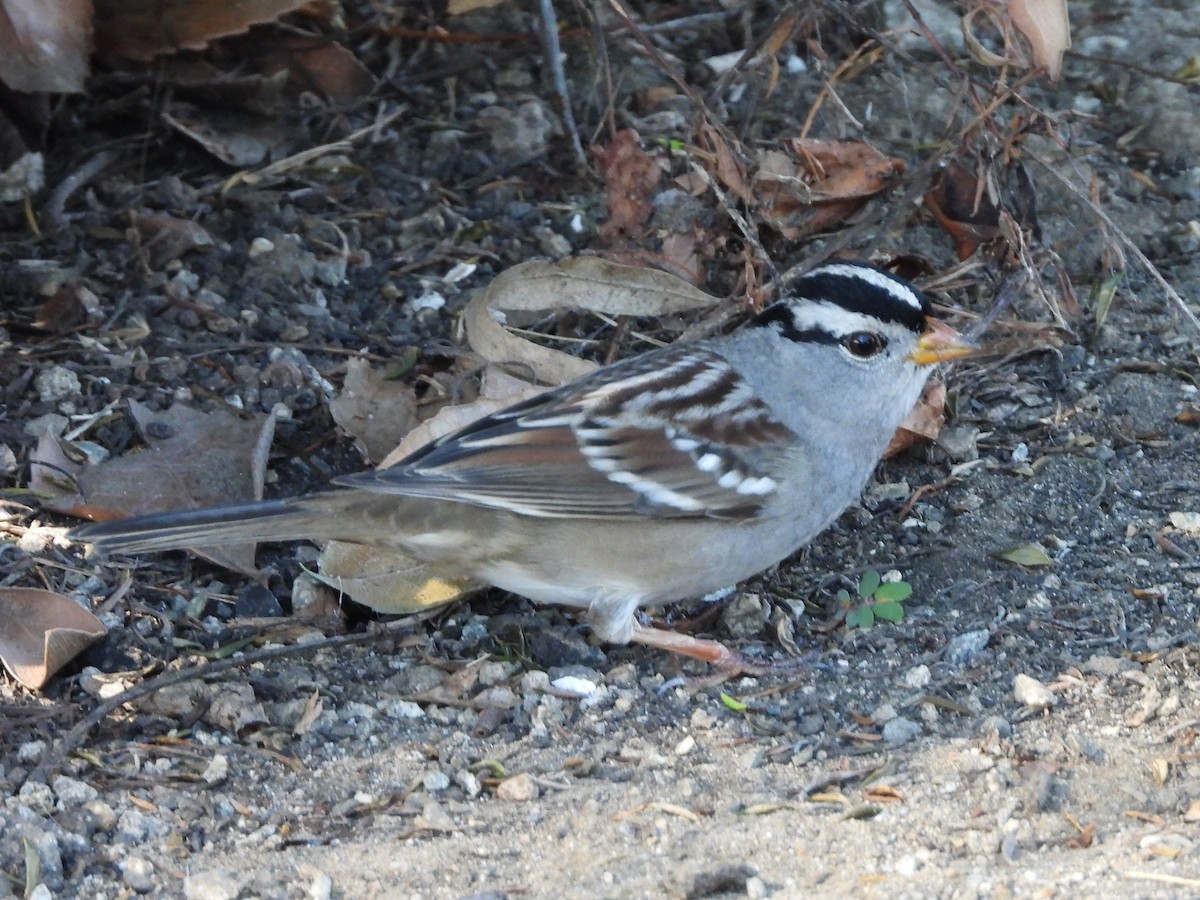 White-crowned Sparrow - ML644944136