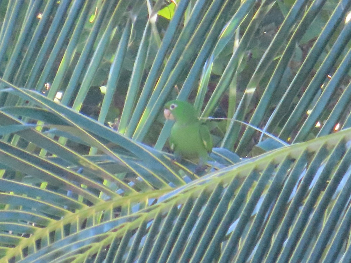 White-eyed Parakeet - ML644944137