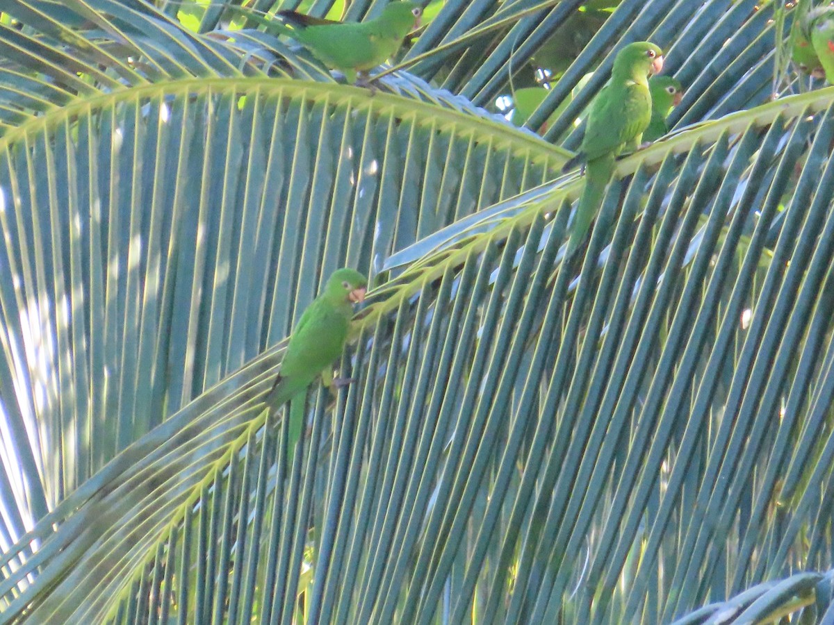 White-eyed Parakeet - ML644944139