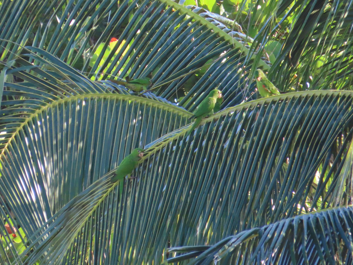 White-eyed Parakeet - ML644944140