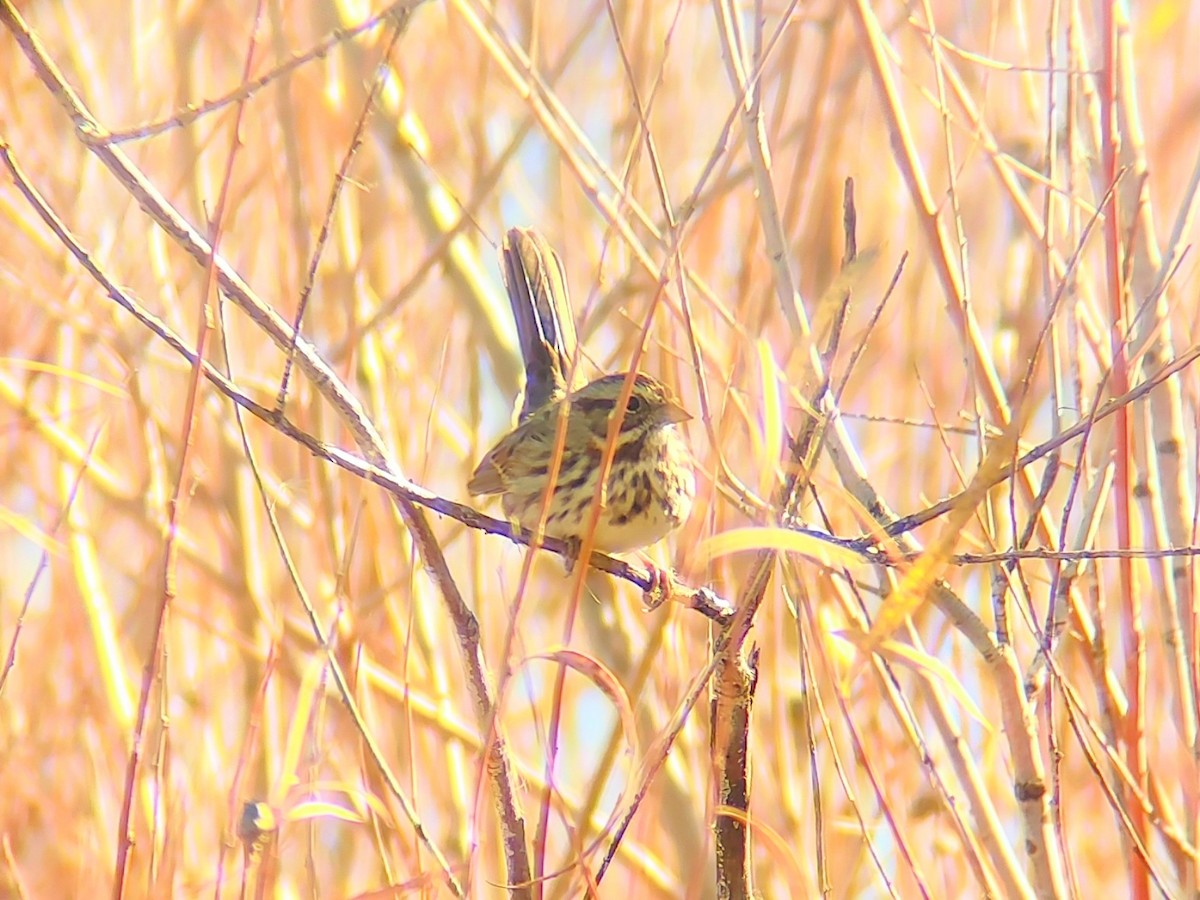 Song Sparrow - ML644944179
