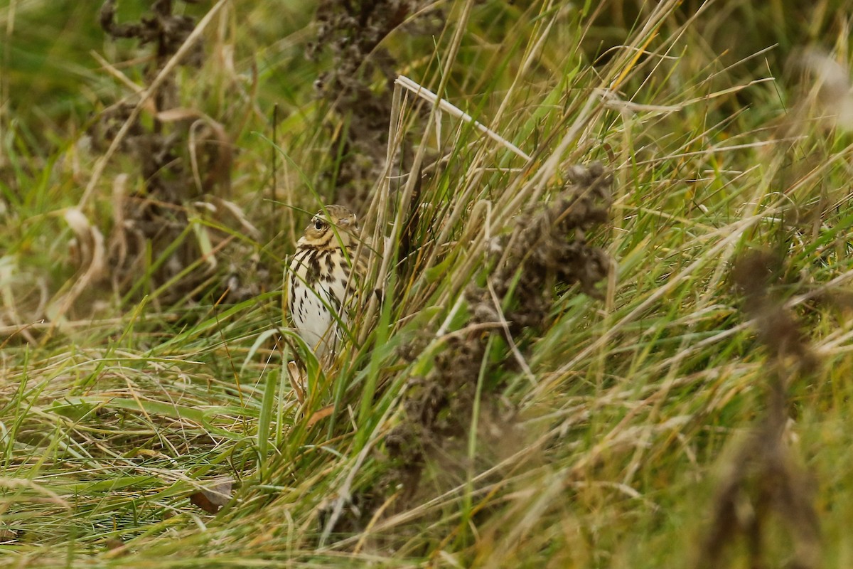 Olive-backed Pipit - ML644944208