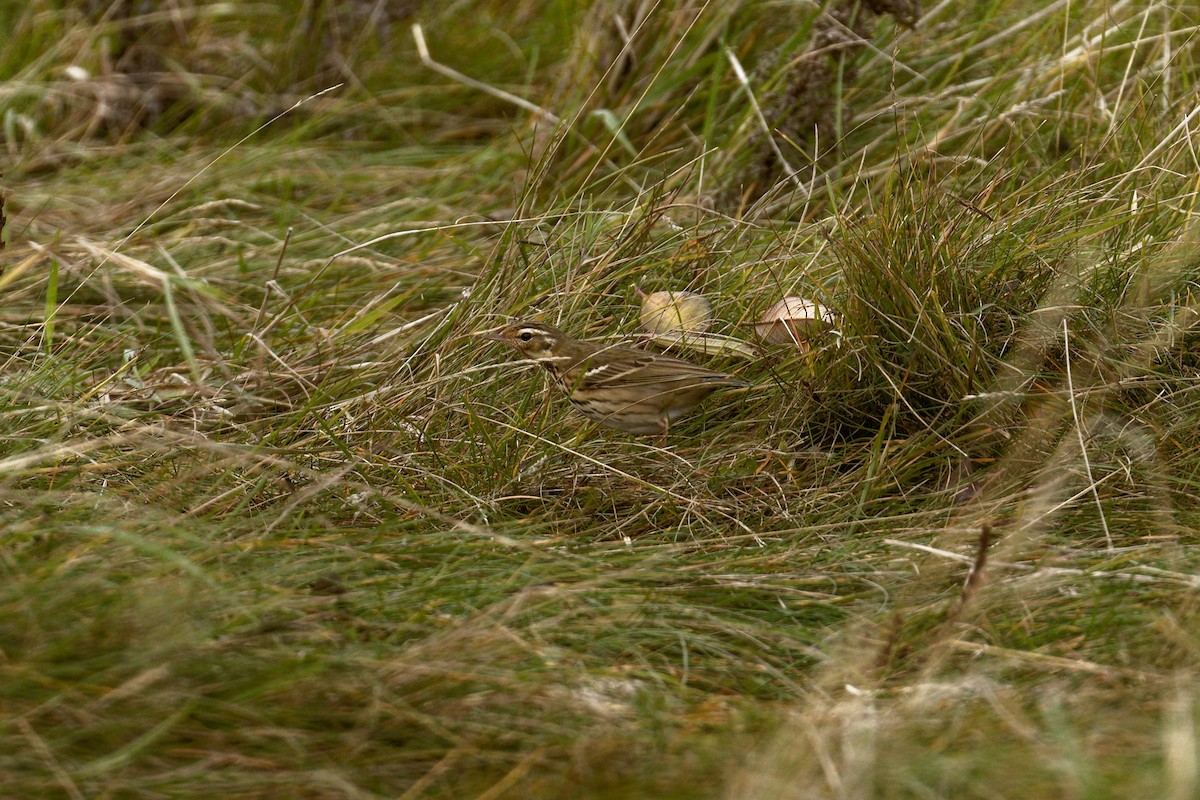Olive-backed Pipit - ML644944209