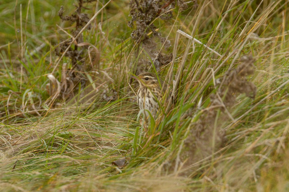Olive-backed Pipit - ML644944210