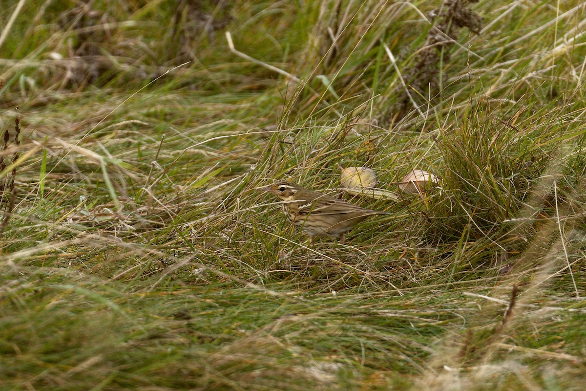 Olive-backed Pipit - ML644944211