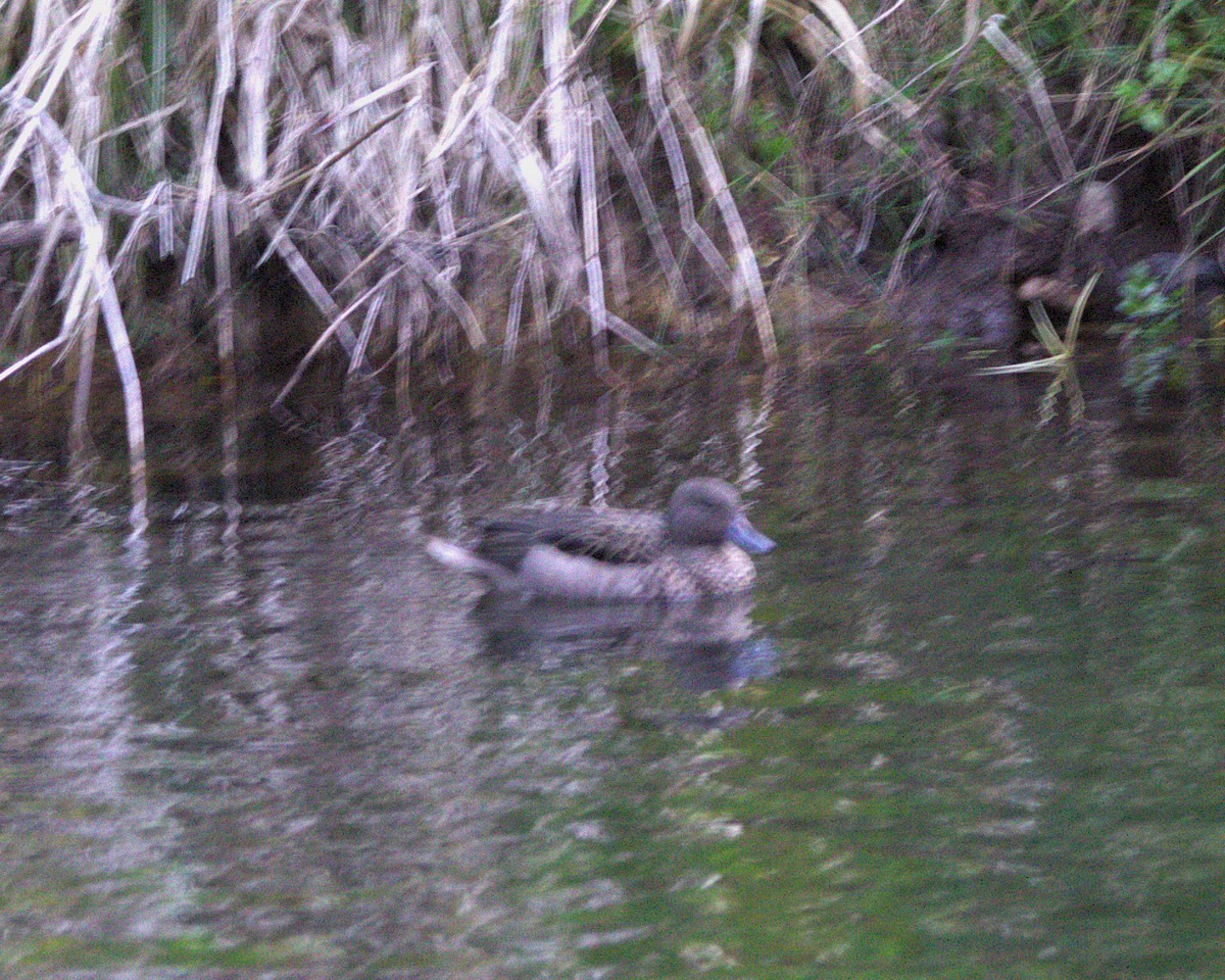 Sarcelle des Andes - ML644944247