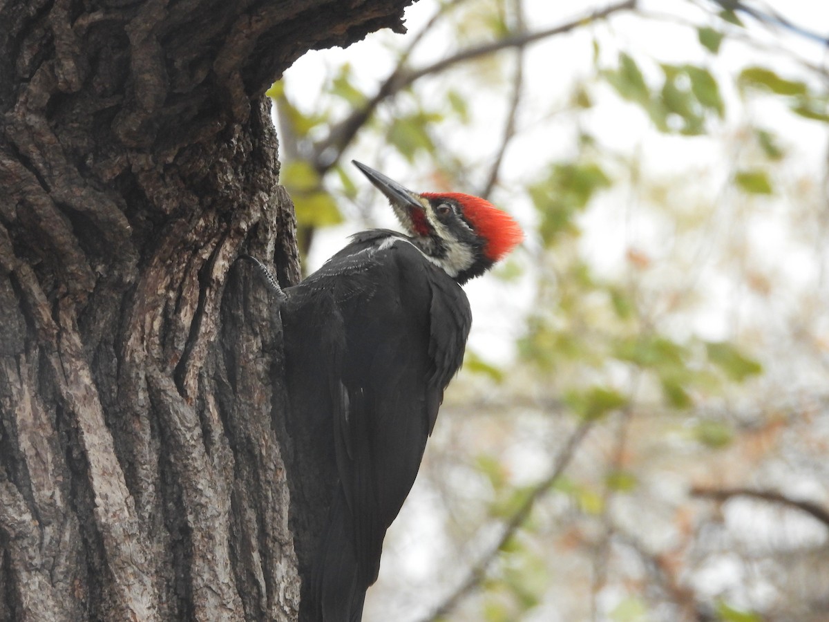 Pileated Woodpecker - ML644944262