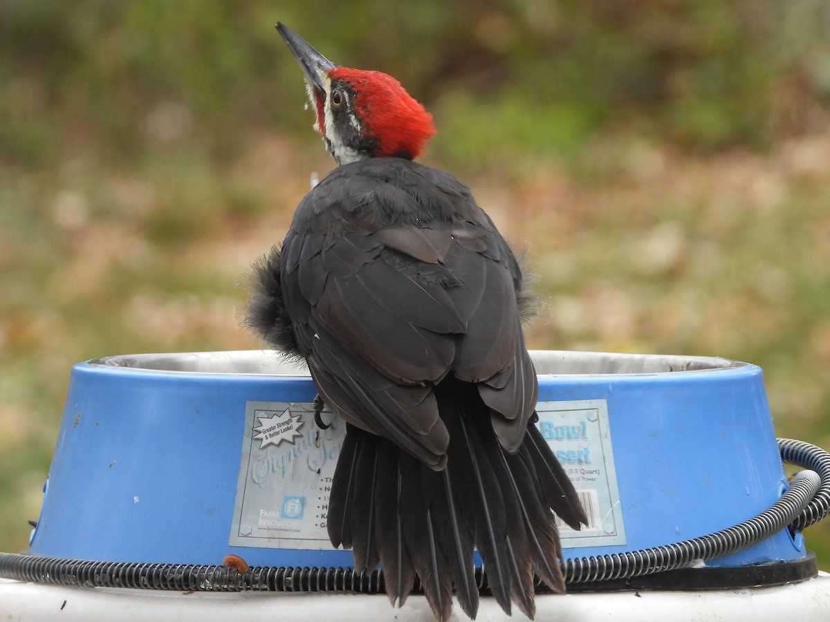 Pileated Woodpecker - ML644944264
