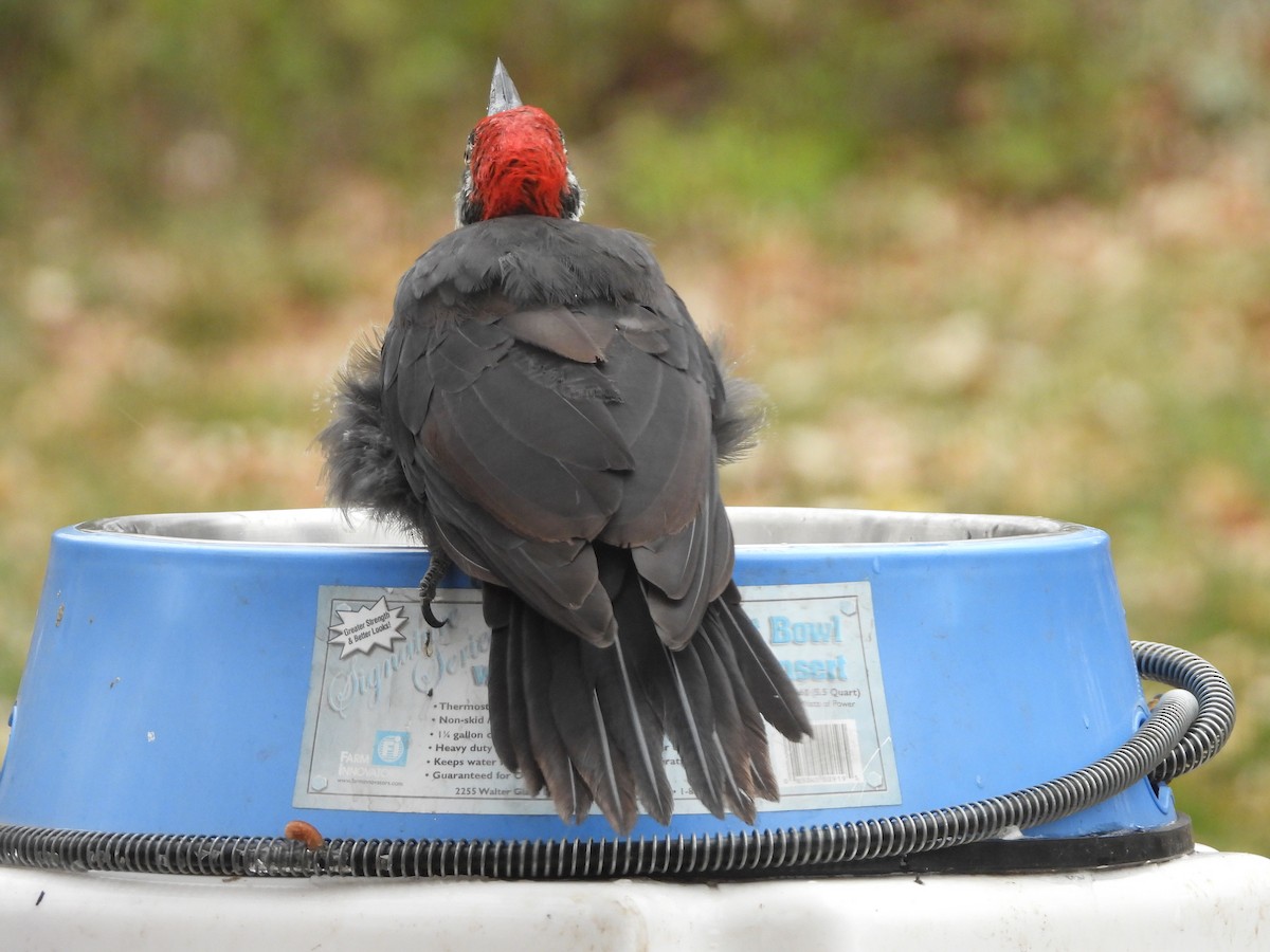 Pileated Woodpecker - ML644944270