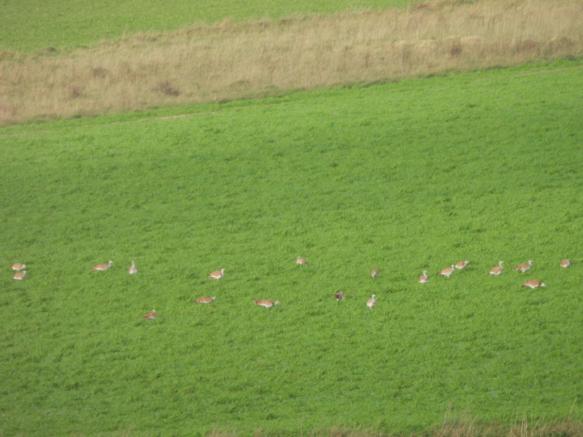 drop velký - ML644944284