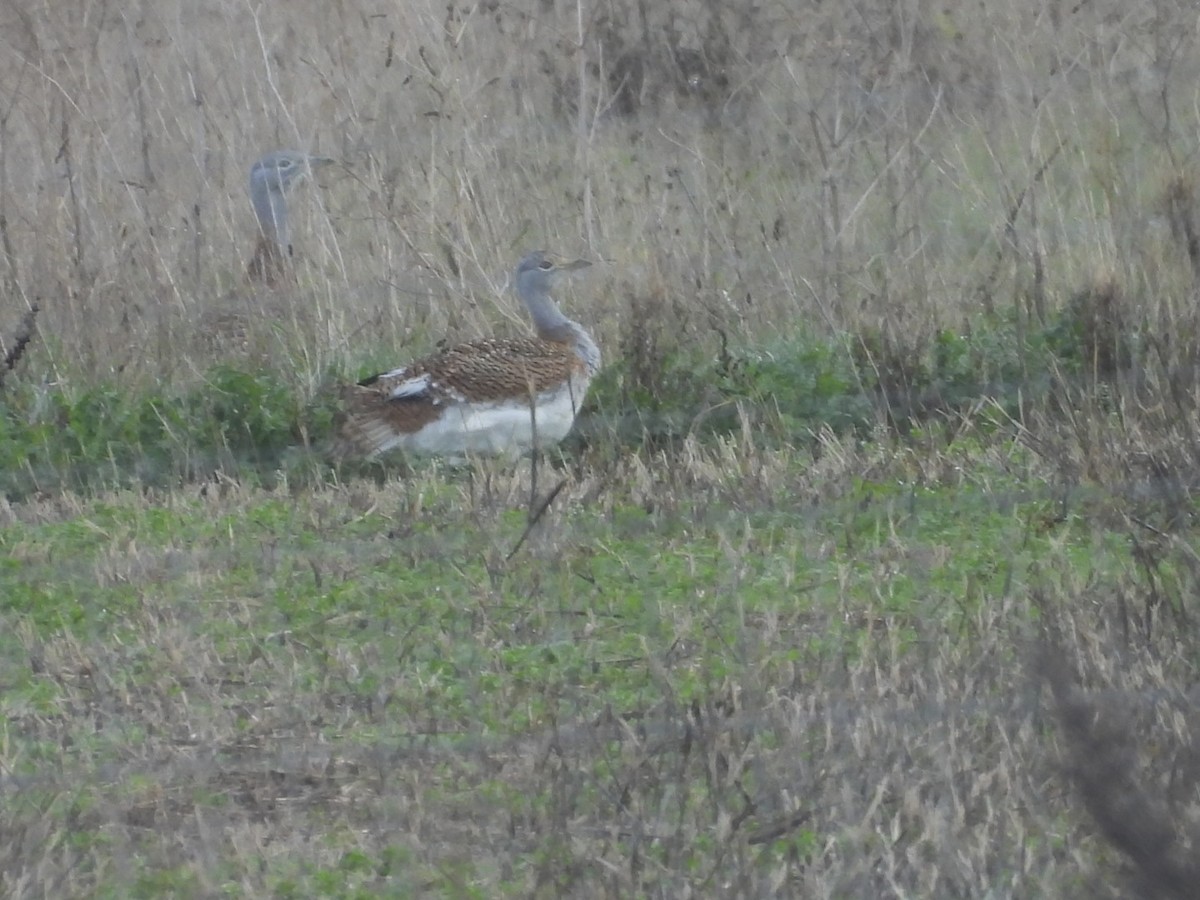 drop velký - ML644944285