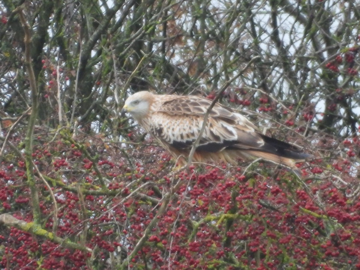 luňák červený - ML644944296