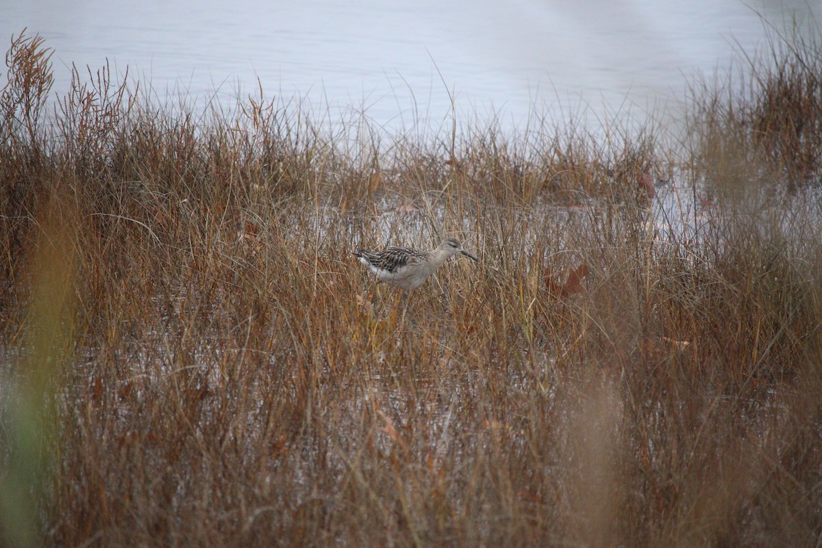 エリマキシギ - ML644944304