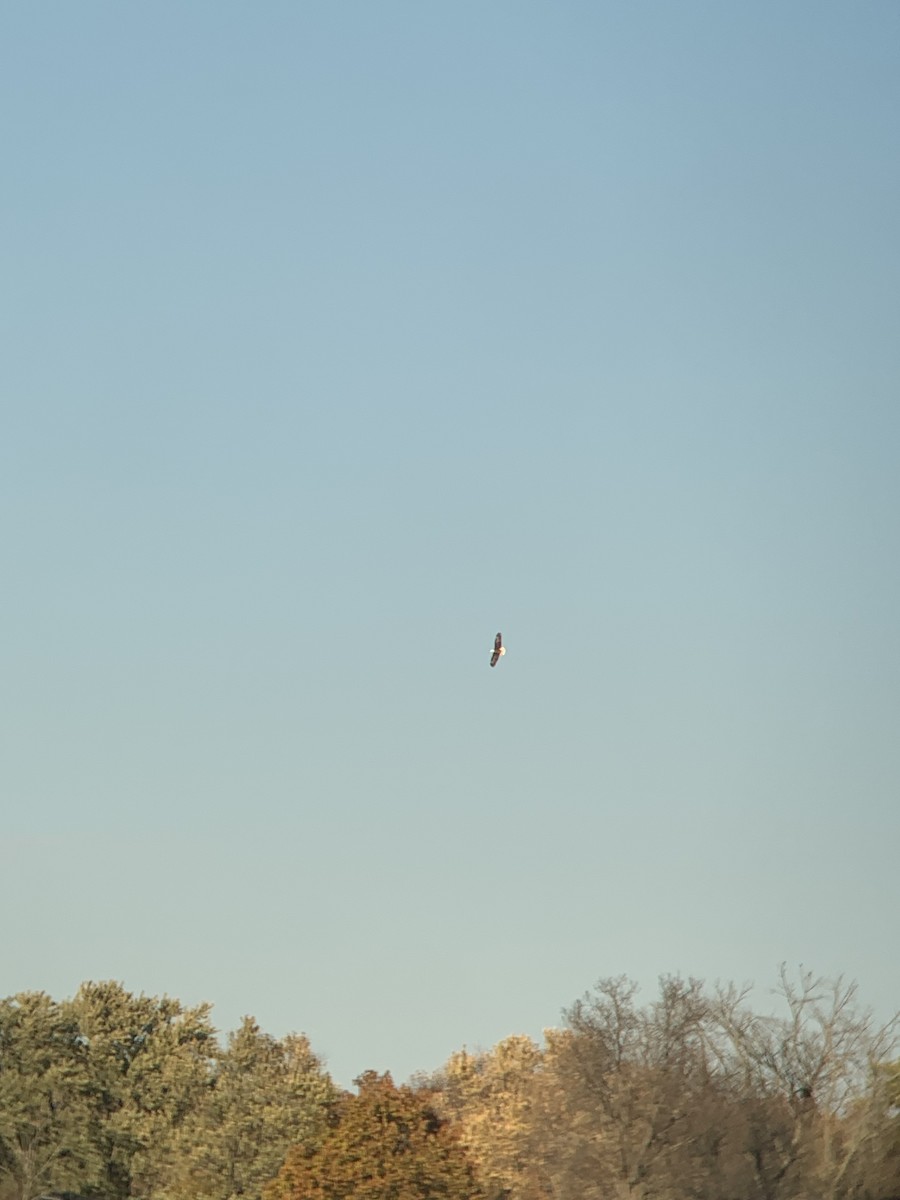 Bald Eagle - ML644944311