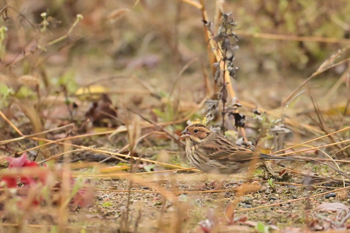 Little Bunting - ML644944327