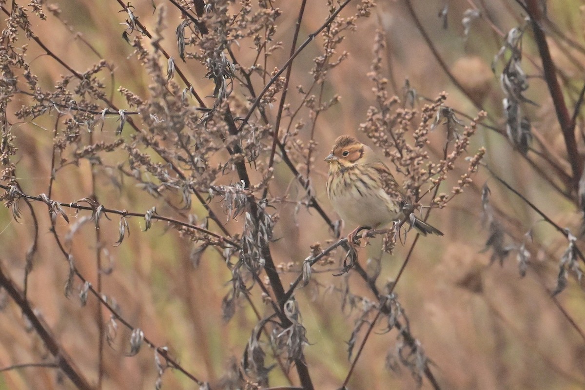 Little Bunting - ML644944328