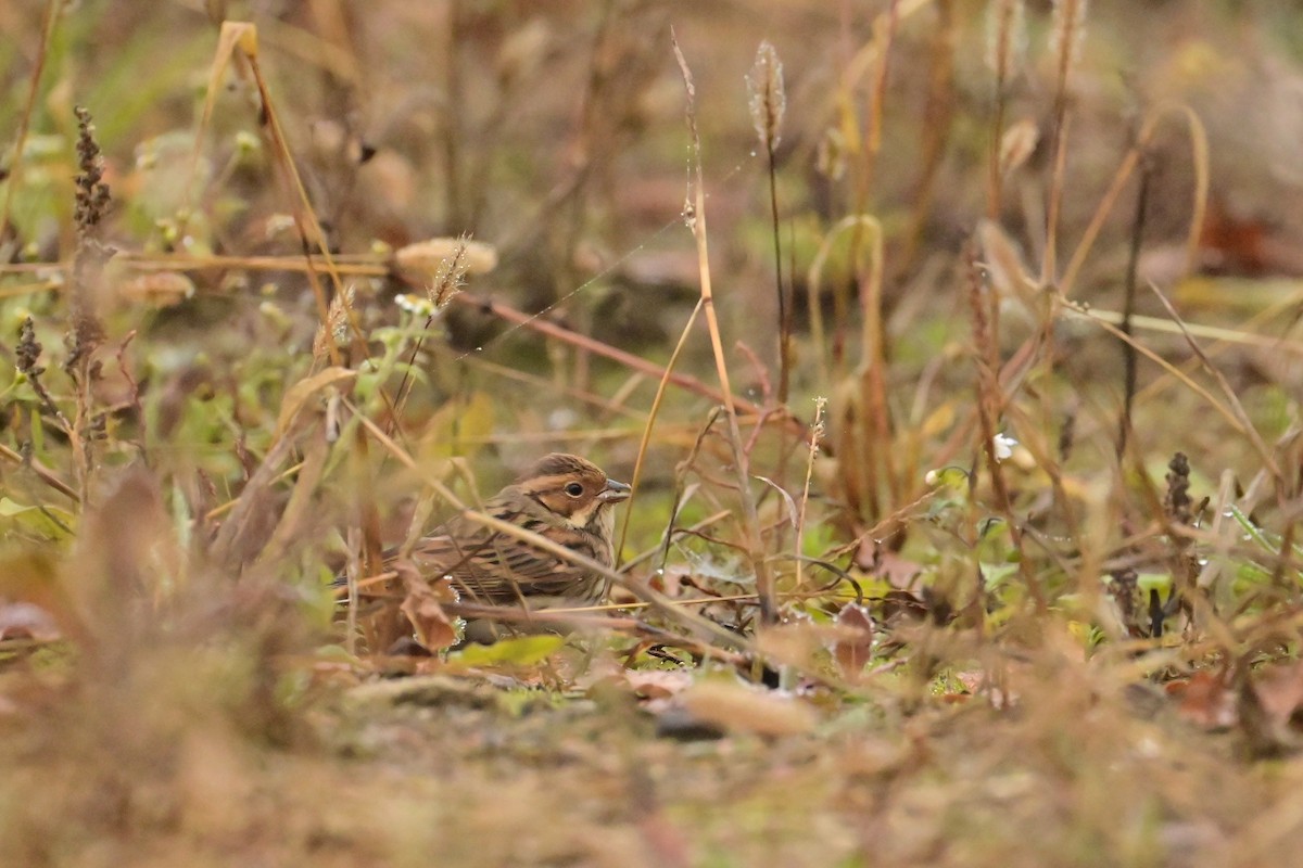 Little Bunting - ML644944330
