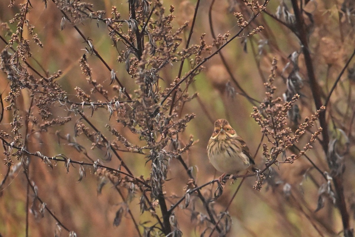 Little Bunting - ML644944333