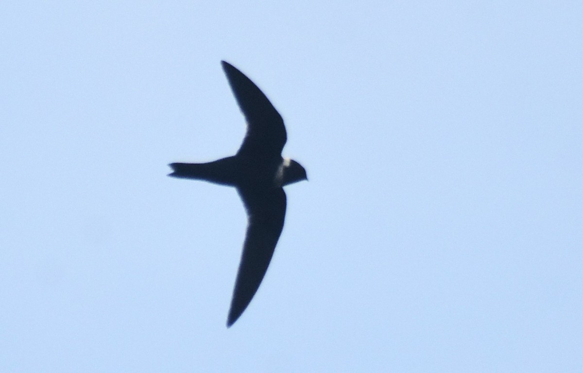 Vencejo Acollarado - ML644944359